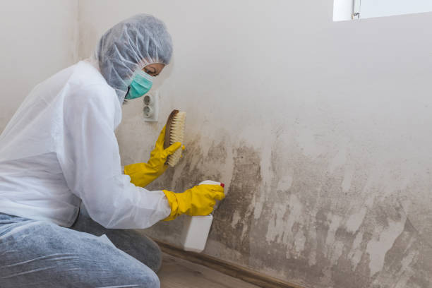 Forensic Mold Investigation in Federal Way, WA