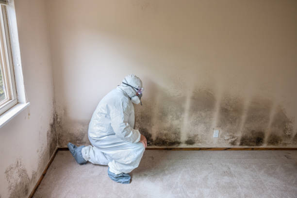 Best Crawl Space Mold Remediation  in Federal Y, WA