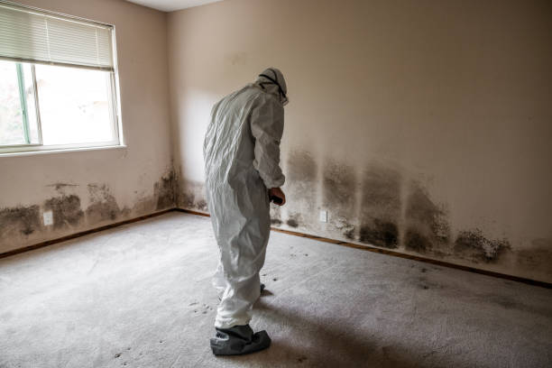 Best Asbestos and Lead Testing During Mold Inspection  in Federal Y, WA